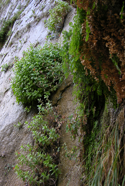 DSCN1618